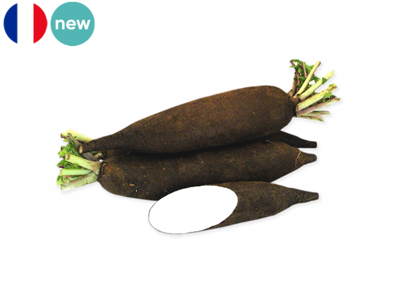 Black_Long_Radish_FRADI09